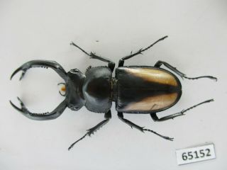 65152 Lucanidae: Rhaetulus crenatus.  Vietnam N.  52mm 2
