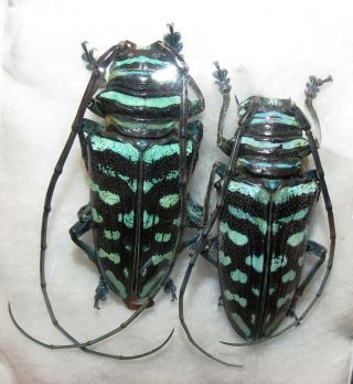Cerambycidae Pair Sternotomis Virescens From Togo