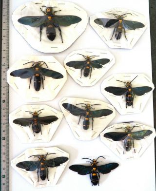 Hymenoptera.  10 X Megascolia Procer Sarawakensis.  West Kalimantan (12)
