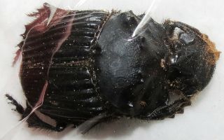 Scarabaeidae Sulcophanaeus Faunus From Peru Entomologie 34mm