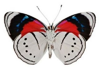 Perisama Euriclea Verso One Real Butterfly Red White Blue Unmounted Wings Closed