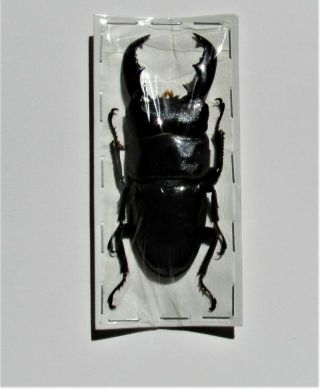 Large Stag Beetle Dorcus Titanus Yasuokai Male 70 - 75 Mm Fast From Usa