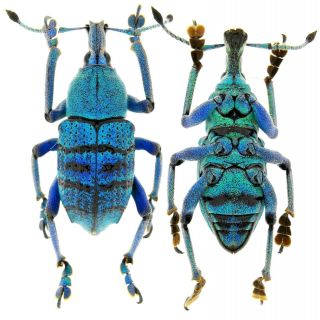 Insect Beetles Curculionidae Eupholus Sp Jayapura 23 Mm