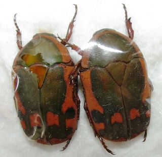 Cetoniinae Pair Marmylida Impressa From Zambia Cetoine Entomologie