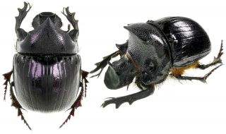 Insect Beetles Heliocopris Hamadryas 46 Mm Tanzania