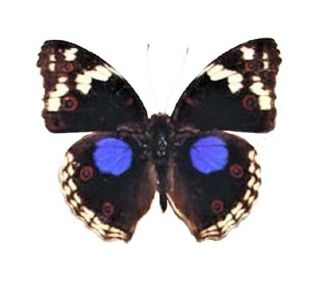 Precis Clelia Junonia Oenone One Real Butterfly Blue Buckeye Wings Closed Africa
