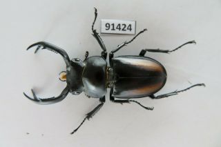 91424 Lucanidae,  Rhaetulus crenatus.  Vietnam North.  47mm 2
