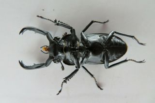 91424 Lucanidae,  Rhaetulus crenatus.  Vietnam North.  47mm 3