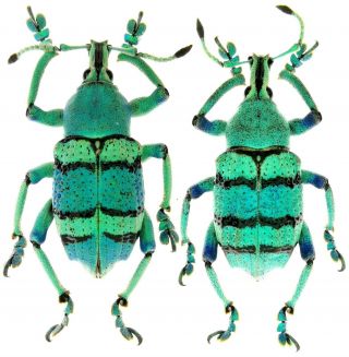 Insect Beetles Curculionidae Eupholus Sp Arfak