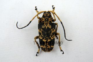 Phryneta Marmorea Longhorn Beetle Taxidermy Real Unmounted Insects