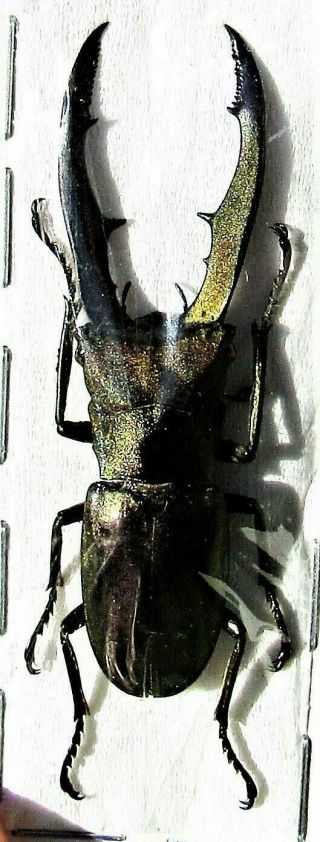 Staghorn Beetle Cyclommatus Metallifer Finae 50 - 55 Mm Male Fast From Usa
