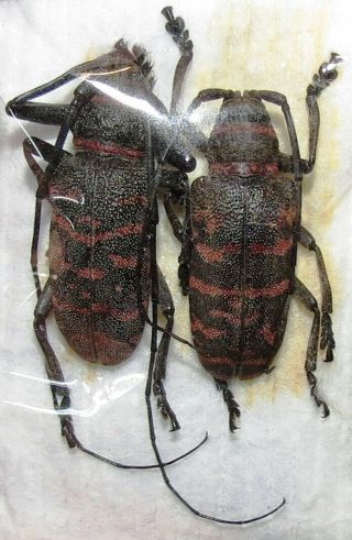 Cerambycidae Pair Ceroplesis Poggei From Zambia 25mm Insetti Insect Insecte