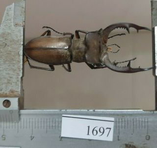 1697 Vietnam Beetles Lucanus Ps.  (a1,  Wet Specimen Size:47mm)