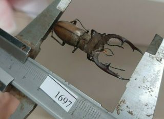1697 VietNam beetles Lucanus ps.  (A1,  wet specimen size:47mm) 2