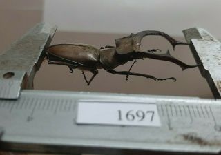 1697 VietNam beetles Lucanus ps.  (A1,  wet specimen size:47mm) 3