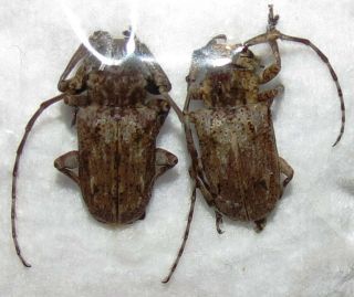 Cerambycidae Pair Coptops Aedificator From Zambia Entomology 15mm