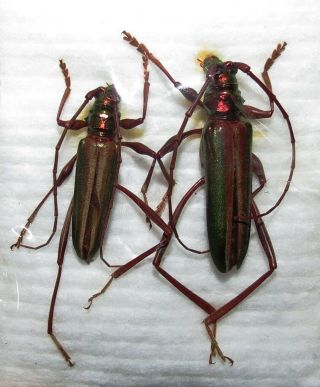 Cerambycidae Pair Chromalizus Leucorhaphis From Zambia Entomologia 19 - 23mm
