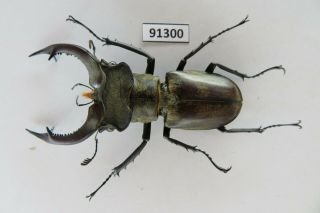 91300 Lacanidae,  Lucanus Nobilis.  Vietnam North.  59mm 2