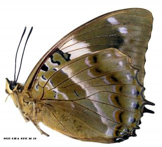 Insect Butterfly Nymphalidae Charaxes Species - Rare Female 0925 Cha Spe M 18