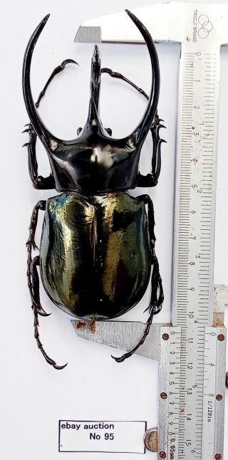 Chalcosoma Chiron Chiron 107mm From West Java Indonesia