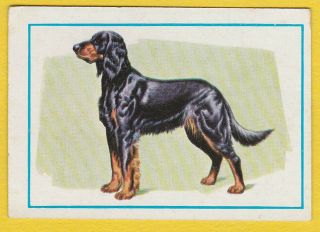 Dogs - Spanish Trade Trading Card Circa 1977 45 Gordon Setter