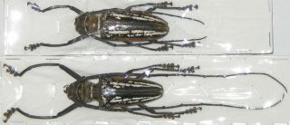 Cerambycidae Batocera Wallacei Wallacei Pair A1 Male 60mm (west Papua)