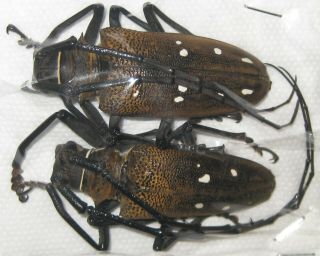 Cerambycidae Batocera Laena Laena Pair A1 Male 54mm (west Papua) Xl