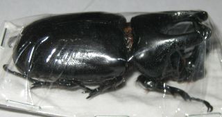 Dynastidae Scapanes Australis Australis Male A1 55mm (west Papua)
