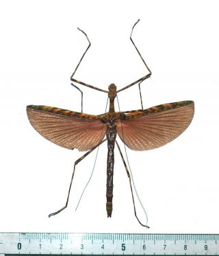 Phasmidae.  Calvisia Conicipennis.  West Kalimantan.  (13)