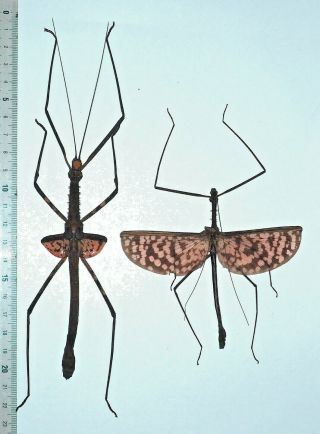 Phasmidae.  1 Pair Diesbachia Hellotis.  West Kalimantan.  (12)