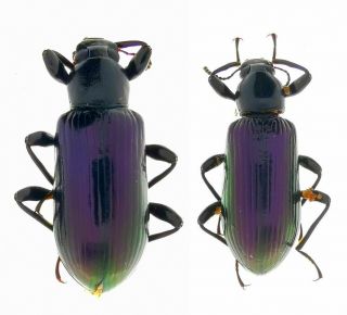 Insect Beetles Tenebrionidae Encyalesthus Subvialaceus Ru