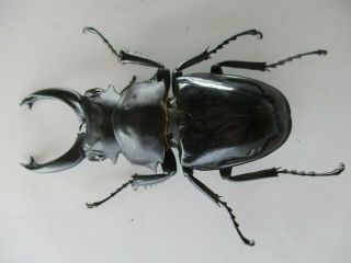 77149 Lucanidae: Odontolabis siva.  Vietnam North.  81mm 2