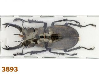Lucanidae: Lucanus Sericeus Ohbayashii A1,  52 Mm,  1 Pc