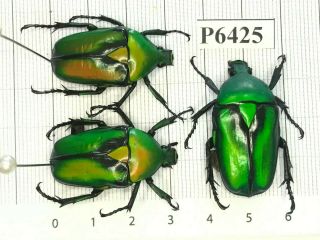 P6425 Cerambycidae Lucanus Insect Beetle Coleoptera Vietnam