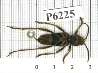 P6225 Cerambycidae Lucanus Insect Beetle Coleoptera Vietnam