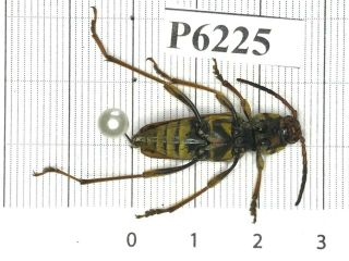 P6225 Cerambycidae Lucanus insect beetle Coleoptera Vietnam 2