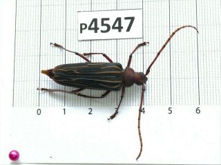 P4547 Cerambycidae Lucanus Insect Beetle Coleoptera Vietnam