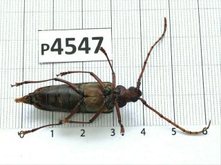 P4547 Cerambycidae Lucanus insect beetle Coleoptera Vietnam 2