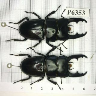 P6353 Cerambycidae Lucanus Insect Beetle Coleoptera Vietnam