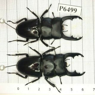 P6499 Cerambycidae Lucanus Insect Beetle Coleoptera Vietnam