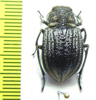 Tenebrionidae,  Platyope Granulata,  Kazakhstan