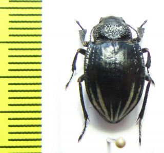 Tenebrionidae,  Platyope Proctoleuca Proctoleuca,  Kazakhstan