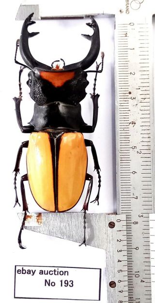 Odontolabis Lacordairei 79mm From Sumatra Indonesia