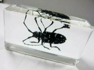 Vintage Collectible Taxidermy Real Insect Paperweight Longhorn Beetle,  Real Bug