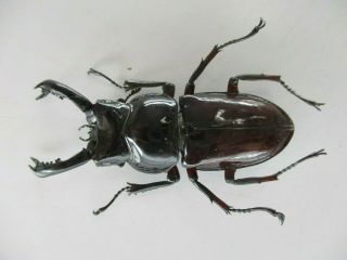 74229 Lucanidae: Pseudorhaetus Oberthuri.  Vietnam North.  51mm