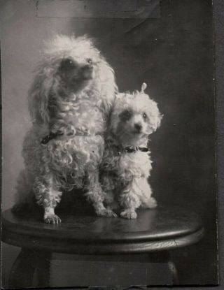 Vintage Rppc 1910 - 20 Poodle Dogs/puppies San Jose California Old Photo Postcard