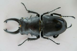 83115 Lucanidae,  Odontolabis Siva.  Vietnam North.  87mm