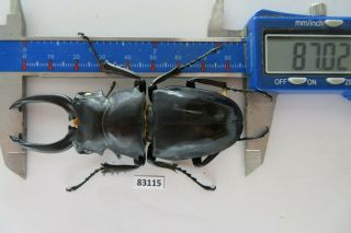 83115 Lucanidae,  Odontolabis siva.  Vietnam North.  87mm 3
