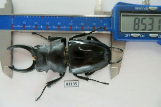 83135 Lucanidae,  Odontolabis siva.  Vietnam North.  85mm 2