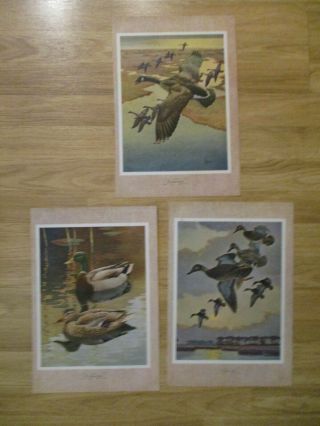 3 Francis Lee Jaques 1946 Duck Prints - Black Duck/canada Goose/mallard - Framable